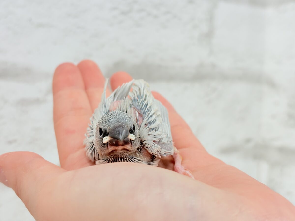 シルバー文鳥
