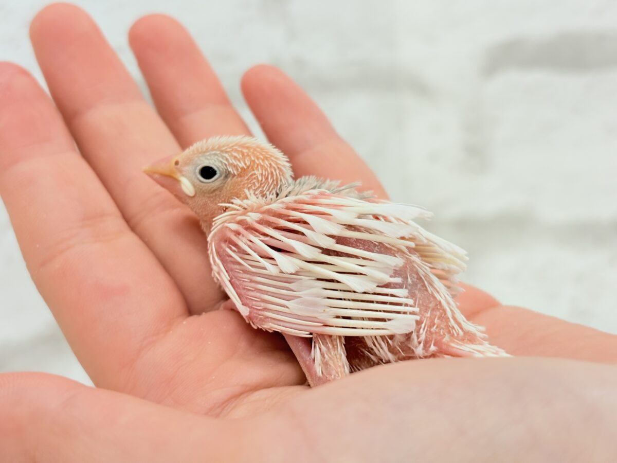 将来は苺大福か雪見大福になりたいな🐣🍡白文鳥 ヒナ 白文鳥