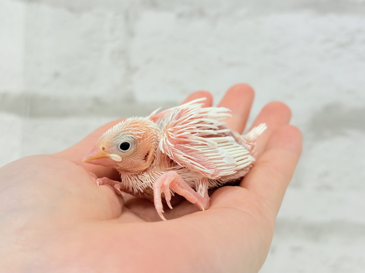 白文鳥