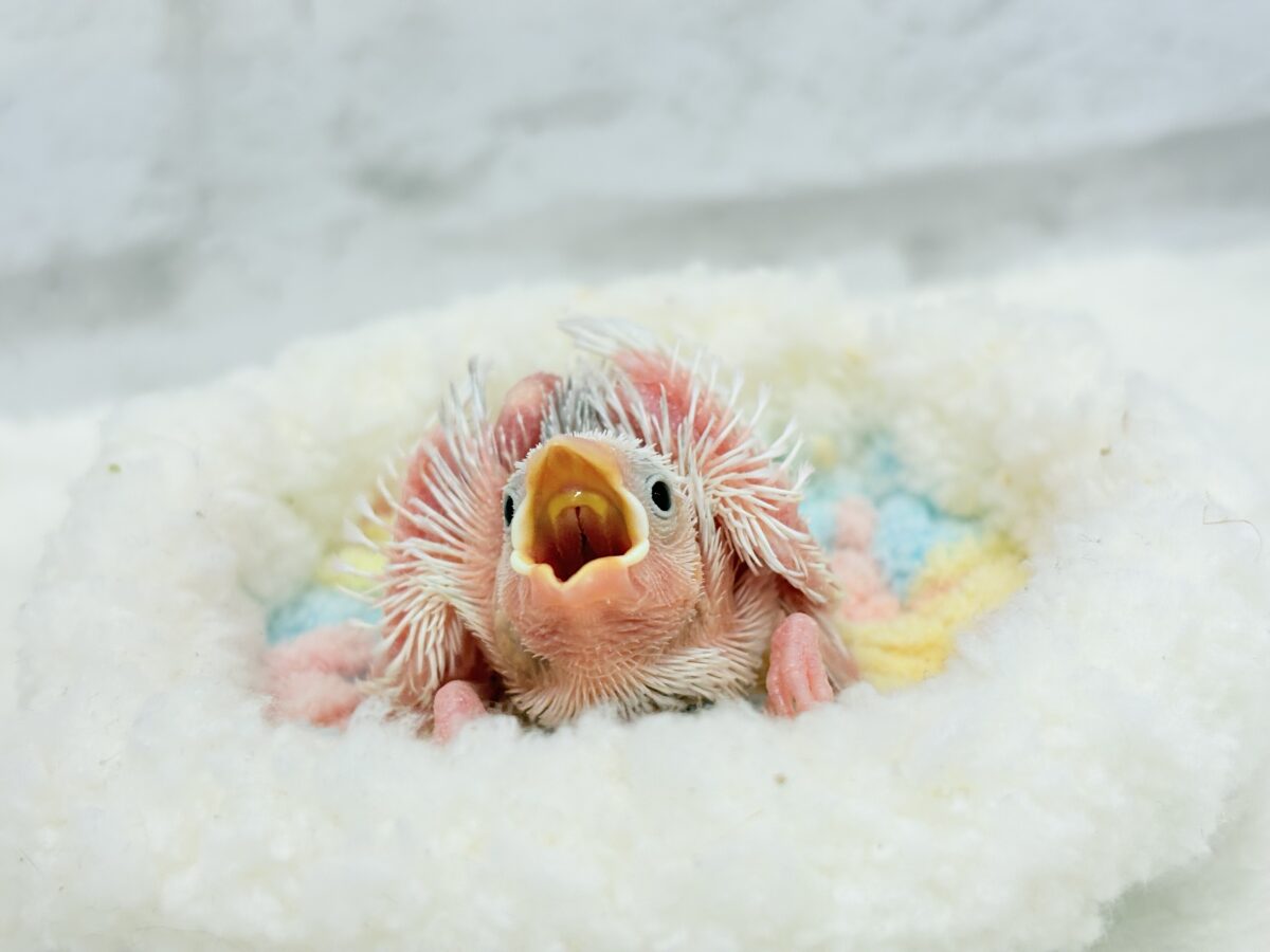 将来は苺大福か雪見大福になりたいな🐣🍡白文鳥 ヒナ 白文鳥