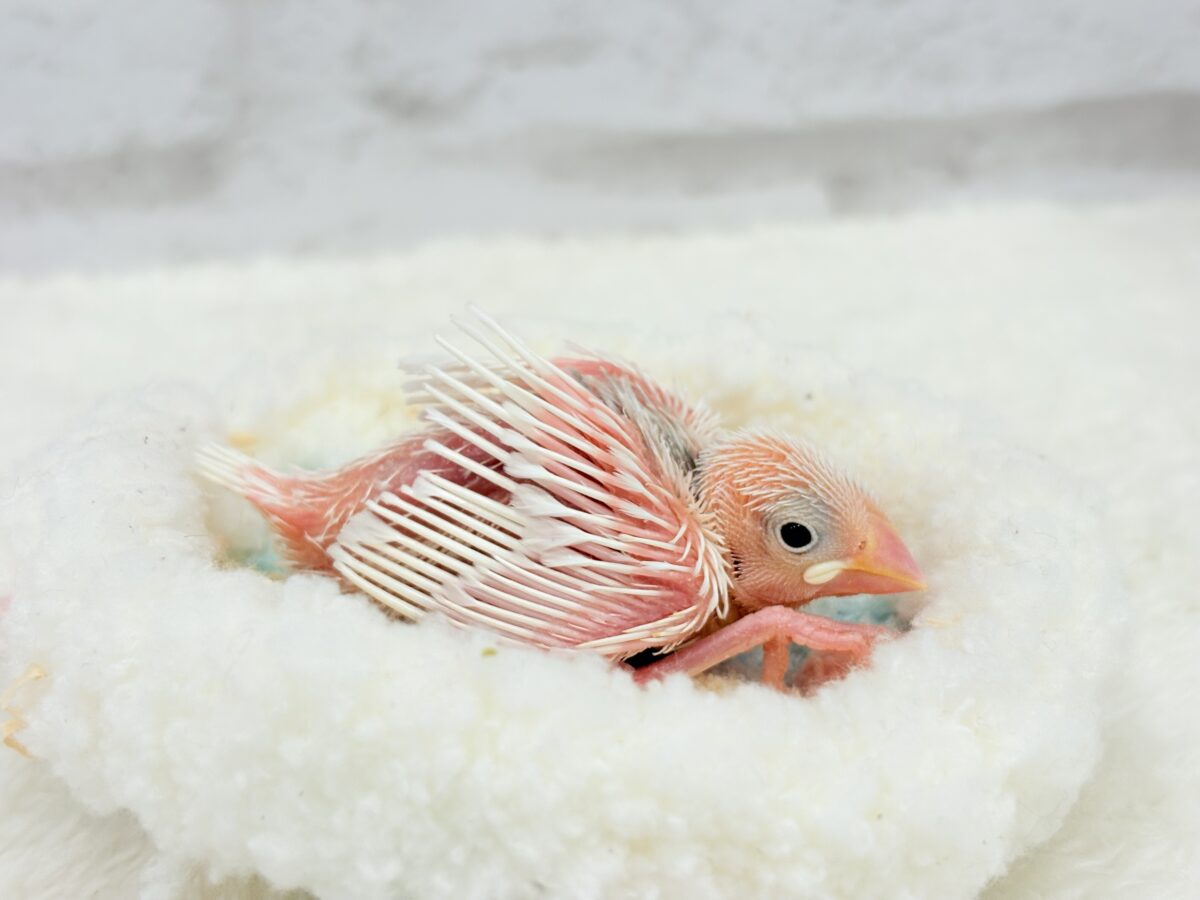 将来は苺大福か雪見大福になりたいな🐣🍡白文鳥 ヒナ 白文鳥