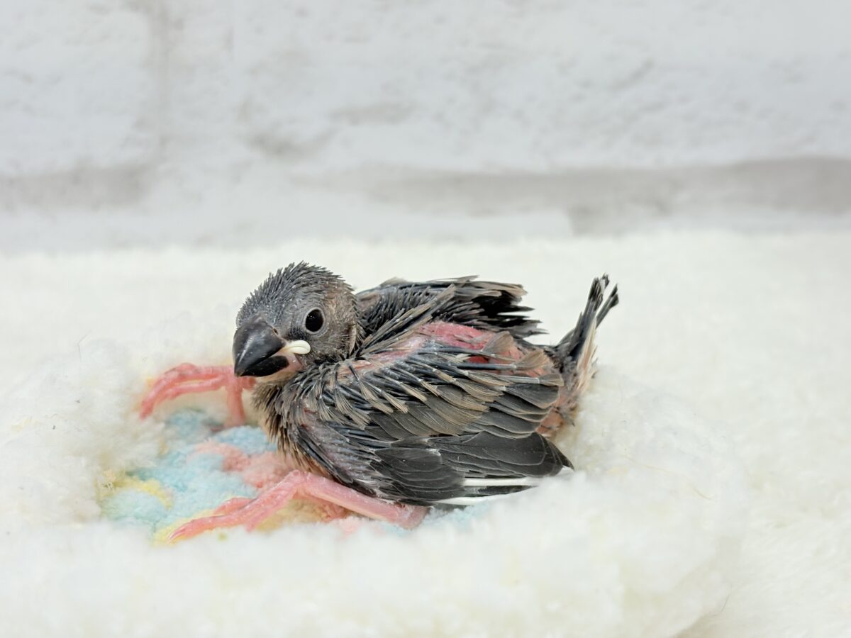 ぽーっと。。。ぼーっと。。。マイペース𓈒𓏸︎︎︎︎ 𓈒𓂂𓏸桜文鳥 ヒナ 桜文鳥
