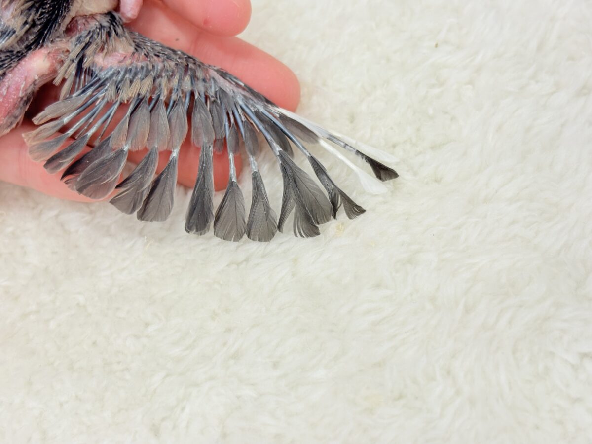 ぽーっと。。。ぼーっと。。。マイペース𓈒𓏸︎︎︎︎ 𓈒𓂂𓏸桜文鳥 ヒナ 桜文鳥