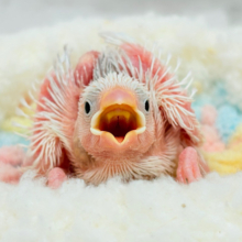 将来は苺大福か雪見大福になりたいな🐣🍡白文鳥 ヒナ