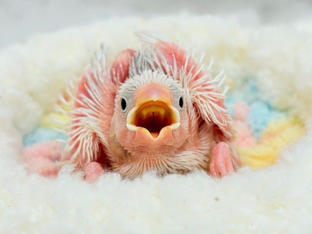 将来は苺大福か雪見大福になりたいな🐣🍡白文鳥 ヒナ