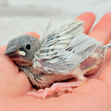 くりくりおめめに魅了されちゃう♡♥♡シルバー文鳥 ヒナ