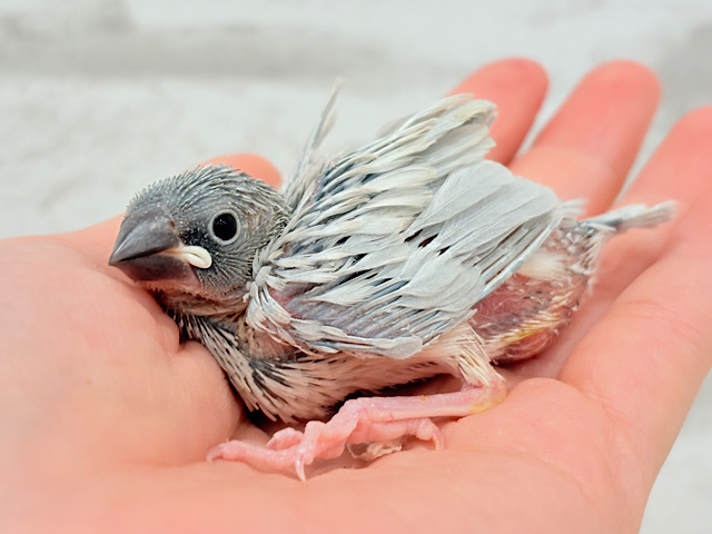 くりくりおめめに魅了されちゃう♡♥♡シルバー文鳥 ヒナ