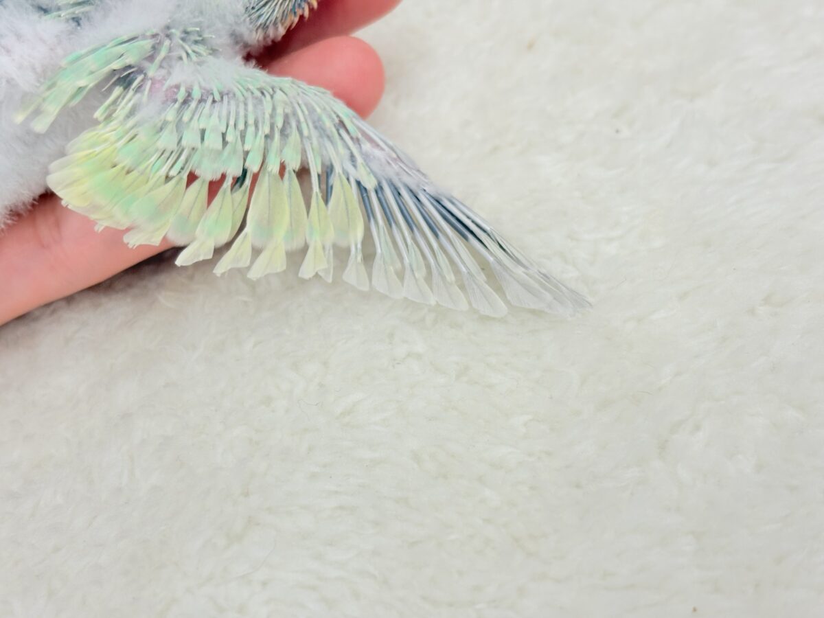 甘々メロンキャンディ🐣🍬セキセイインコ(パステルカラーレインボー) ヒナ セキセイインコ