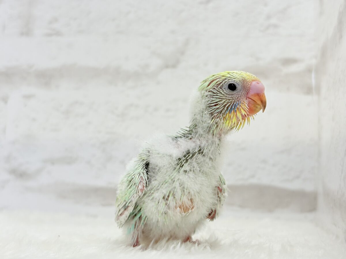 甘々メロンキャンディ🐣🍬セキセイインコ(パステルカラーレインボー) ヒナ セキセイインコ