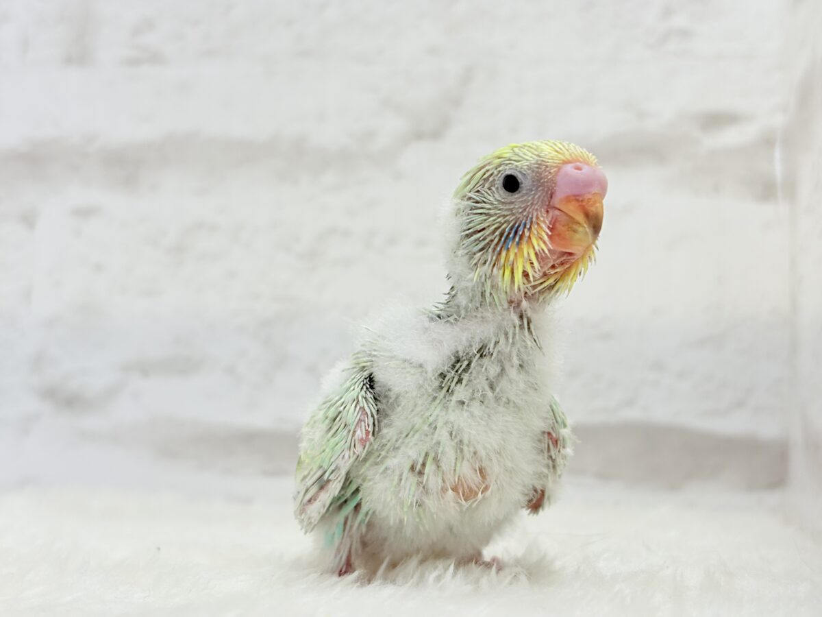 セキセイインコ