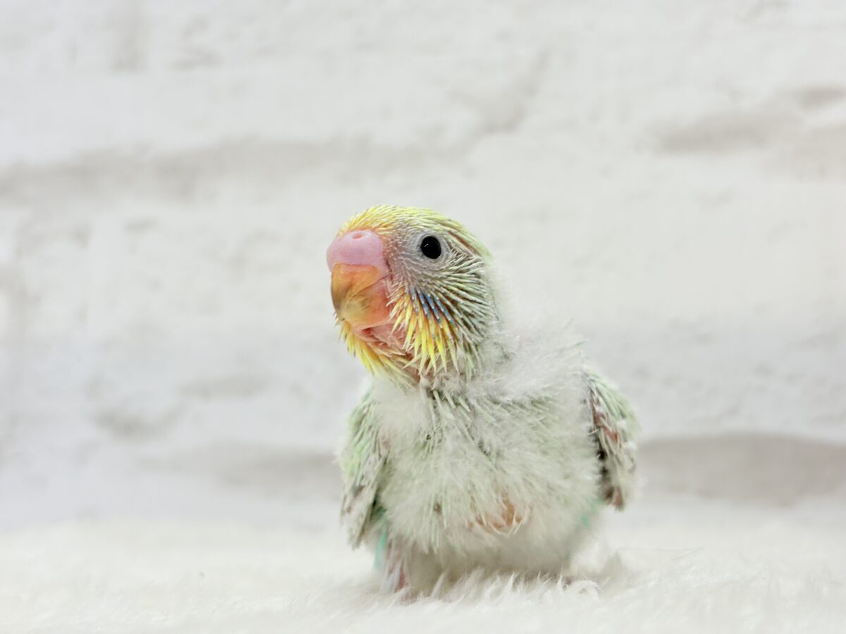 甘々メロンキャンディ🐣🍬セキセイインコ(パステルカラーレインボー) ヒナ セキセイインコ