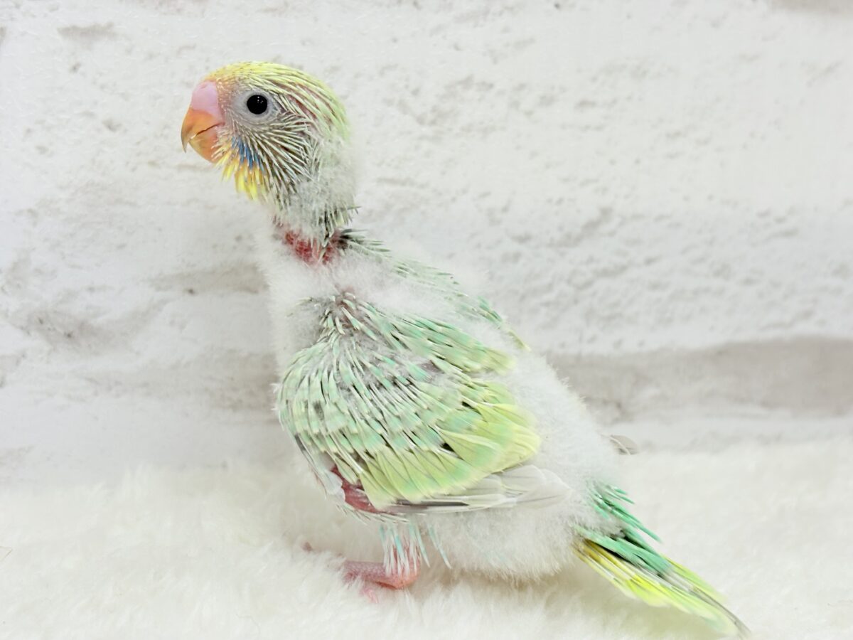 甘々メロンキャンディ🐣🍬セキセイインコ(パステルカラーレインボー) ヒナ セキセイインコ