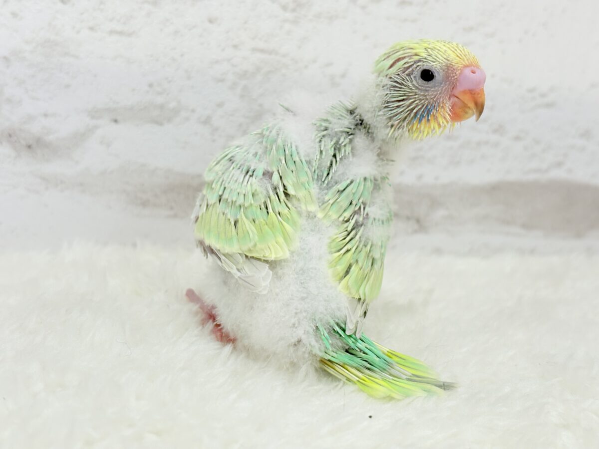 甘々メロンキャンディ🐣🍬セキセイインコ(パステルカラーレインボー) ヒナ セキセイインコ