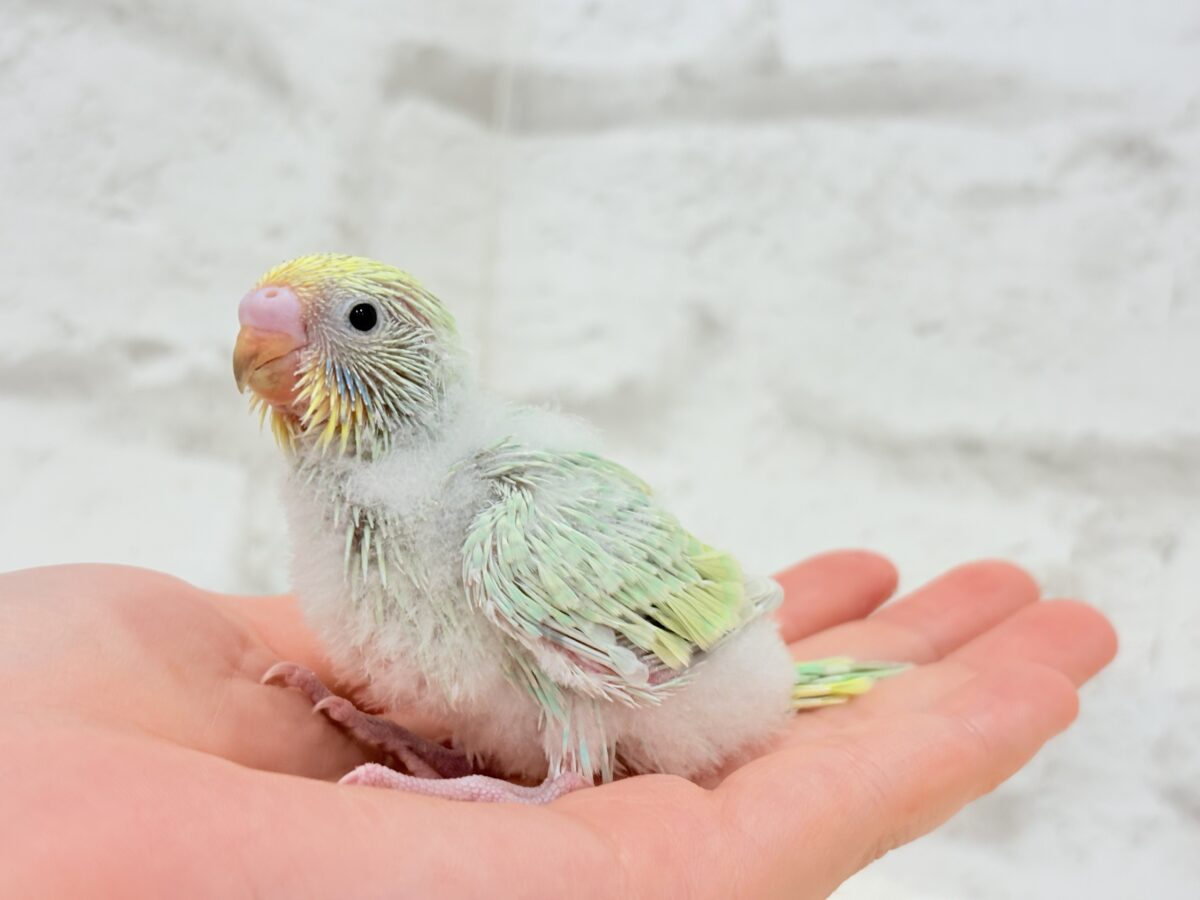 セキセイインコ