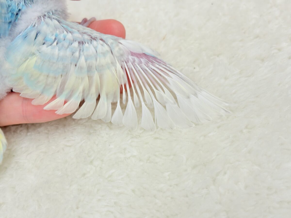きゅるるんEye♥爽やかソーダ🐣🍸セキセイインコ(パステルレインボー) ヒナ セキセイインコ