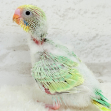 甘々メロンキャンディ🐣🍬セキセイインコ(パステルカラーレインボー) ヒナ