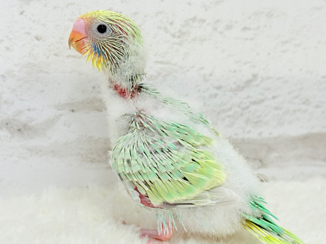 甘々メロンキャンディ🐣🍬セキセイインコ(パステルカラーレインボー) ヒナ