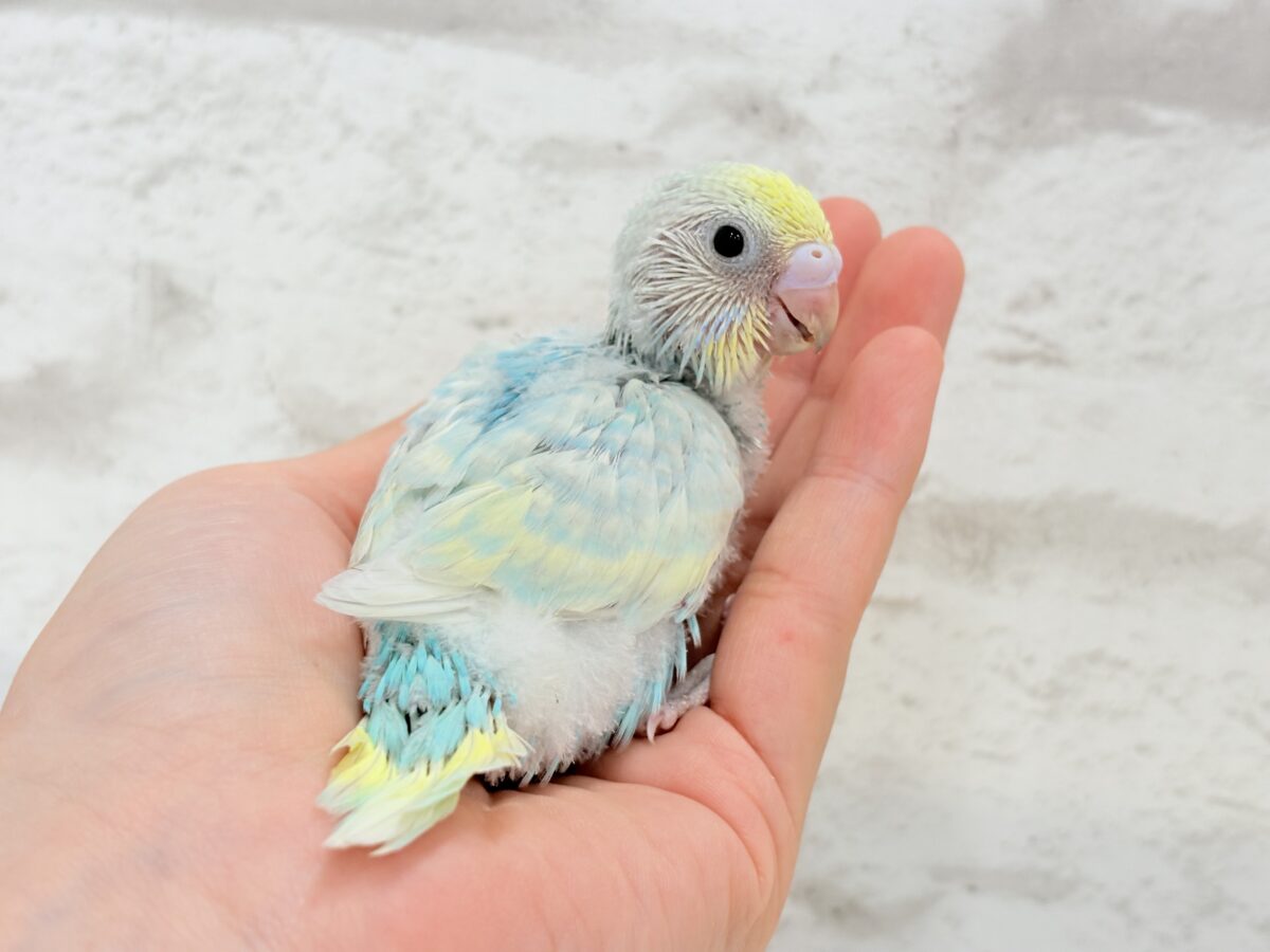 セキセイインコ
