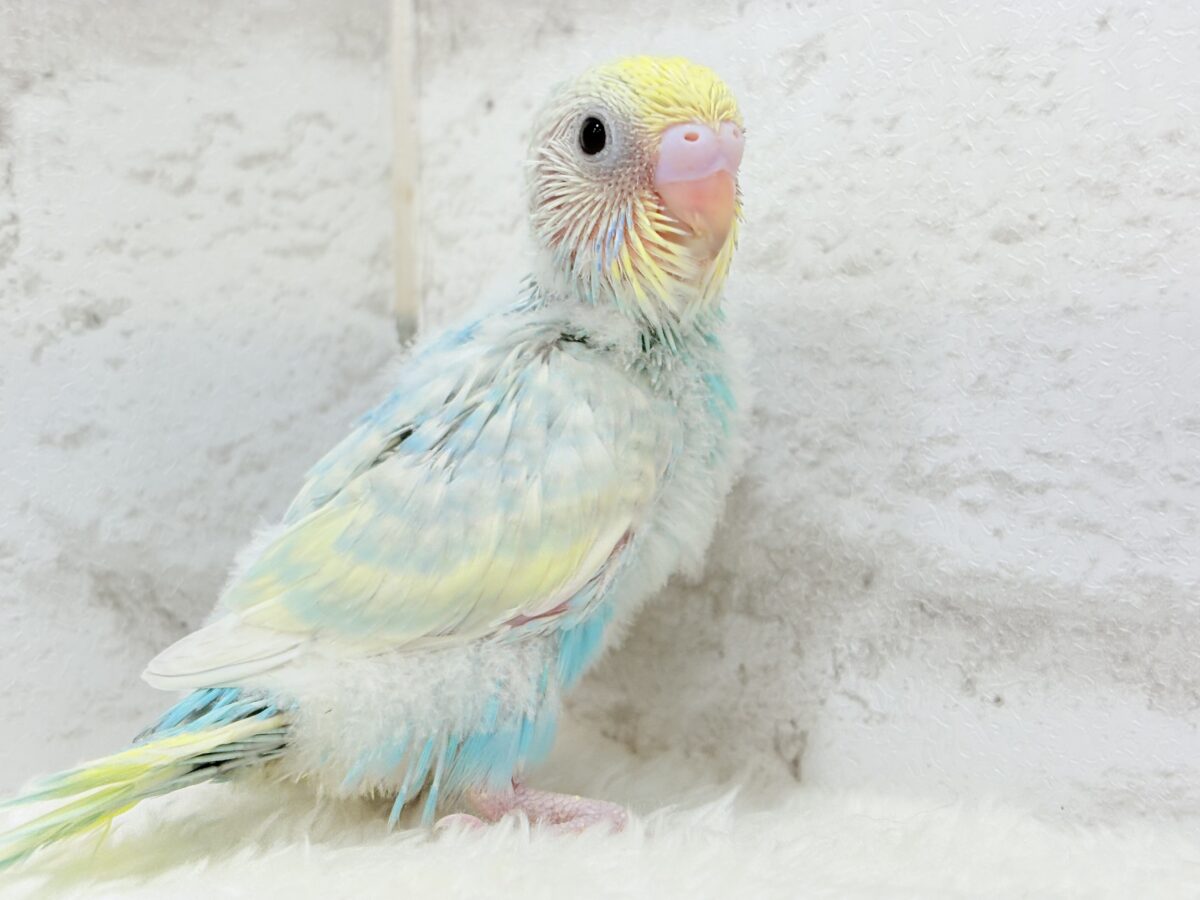 きゅるるんEye♥爽やかソーダ🐣🍸セキセイインコ(パステルレインボー) ヒナ セキセイインコ