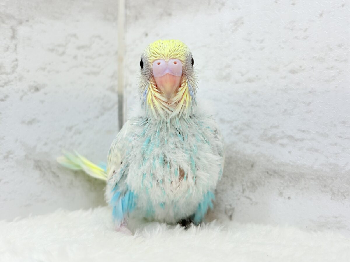 きゅるるんEye♥爽やかソーダ🐣🍸セキセイインコ(パステルレインボー) ヒナ セキセイインコ