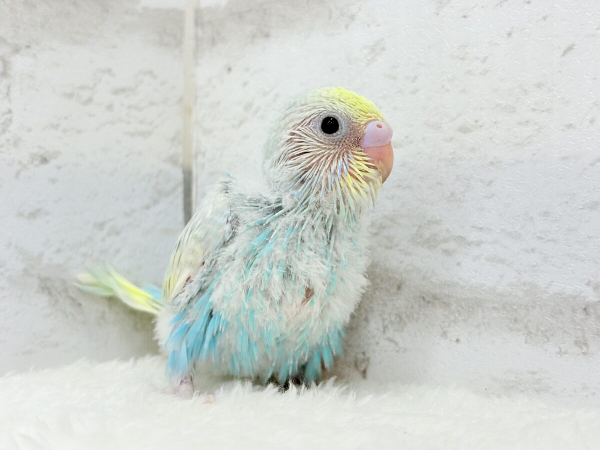 きゅるるんEye♥爽やかソーダ🐣🍸セキセイインコ(パステルレインボー) ヒナ セキセイインコ