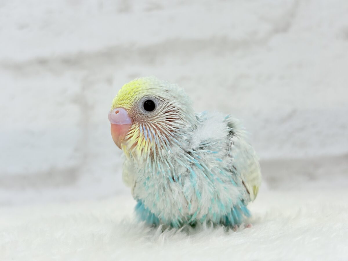 きゅるるんEye♥爽やかソーダ🐣🍸セキセイインコ(パステルレインボー) ヒナ セキセイインコ