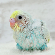 きゅるるんEye♥爽やかソーダ🐣🍸セキセイインコ(パステルレインボー) ヒナ