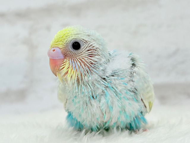 きゅるるんEye♥爽やかソーダ🐣🍸セキセイインコ(パステルレインボー) ヒナ