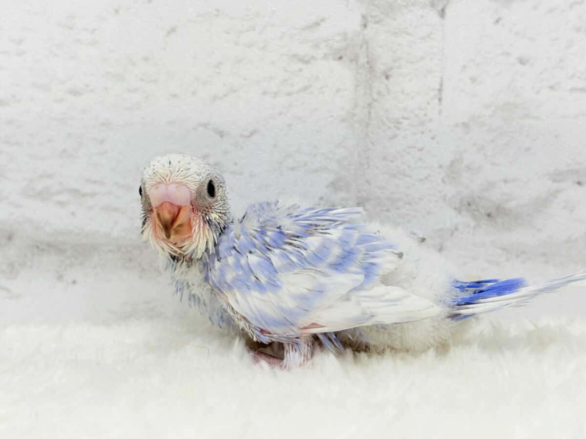 【最新画像更新🪄】ちょびっとくせ毛がクセになる🐣🫧セキセイインコ(スパングル) ヒナ セキセイインコ