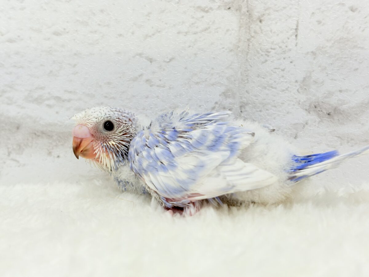 【最新画像更新🪄】ちょびっとくせ毛がクセになる🐣🫧セキセイインコ(スパングル) ヒナ セキセイインコ