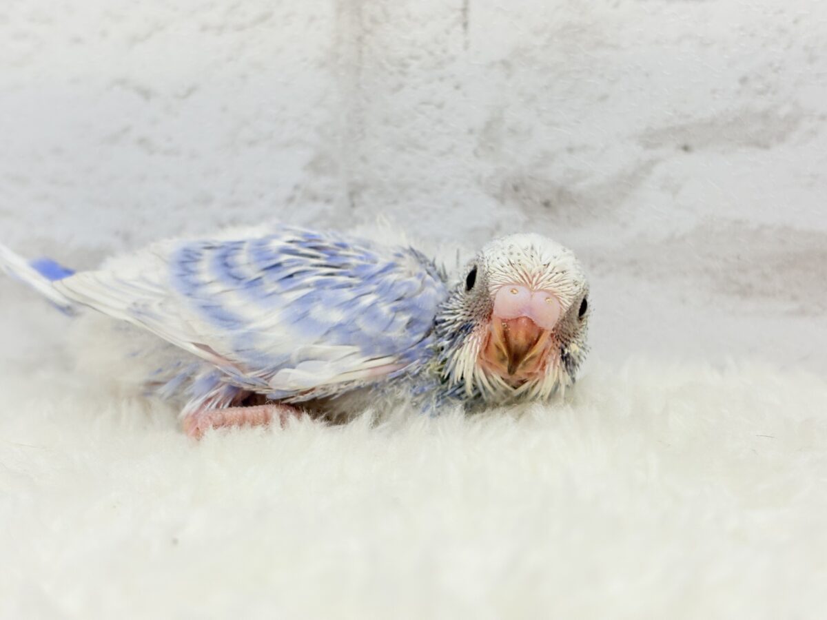 【最新画像更新🪄】ちょびっとくせ毛がクセになる🐣🫧セキセイインコ(スパングル) ヒナ セキセイインコ