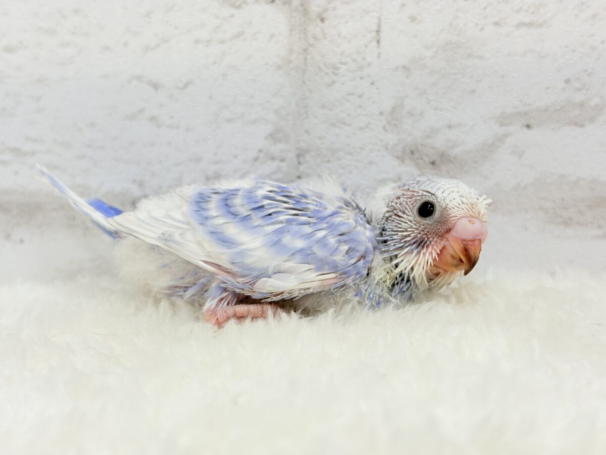 【最新画像更新🪄】ちょびっとくせ毛がクセになる🐣🫧セキセイインコ(スパングル) ヒナ セキセイインコ