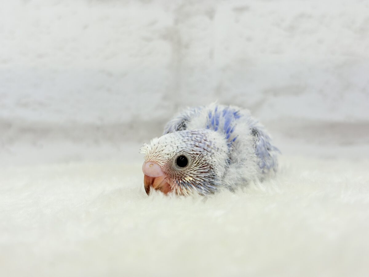 【最新画像更新🪄】ちょびっとくせ毛がクセになる🐣🫧セキセイインコ(スパングル) ヒナ セキセイインコ