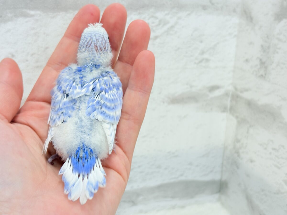 【最新画像更新🪄】ちょびっとくせ毛がクセになる🐣🫧セキセイインコ(スパングル) ヒナ セキセイインコ