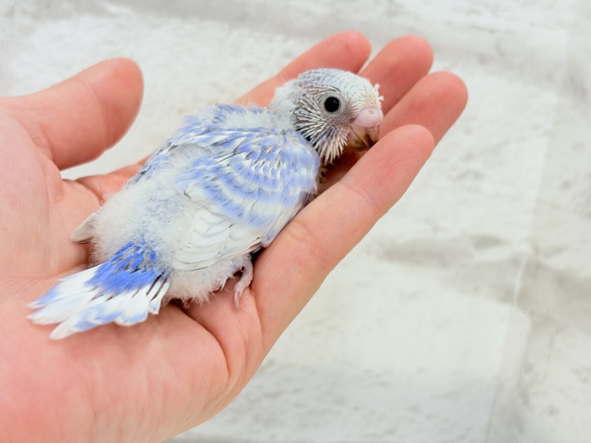 【最新画像更新🪄】ちょびっとくせ毛がクセになる🐣🫧セキセイインコ(スパングル) ヒナ セキセイインコ