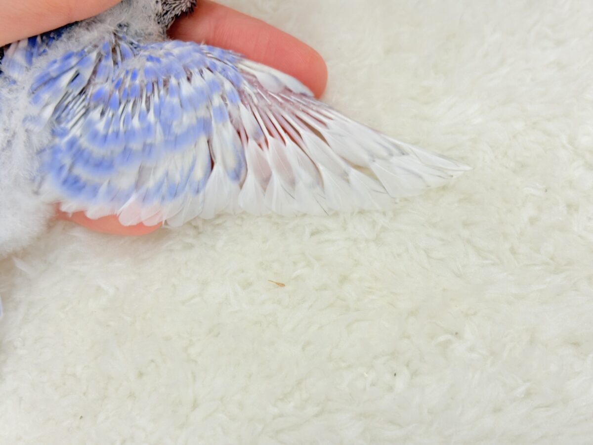 【最新画像更新🪄】ちょびっとくせ毛がクセになる🐣🫧セキセイインコ(スパングル) ヒナ セキセイインコ