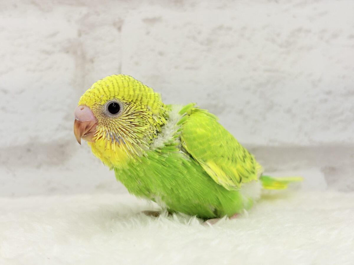 フレッシュ爽やか森林グリーン🐣🍃セキセイインコ(スパングル) ヒナ セキセイインコ