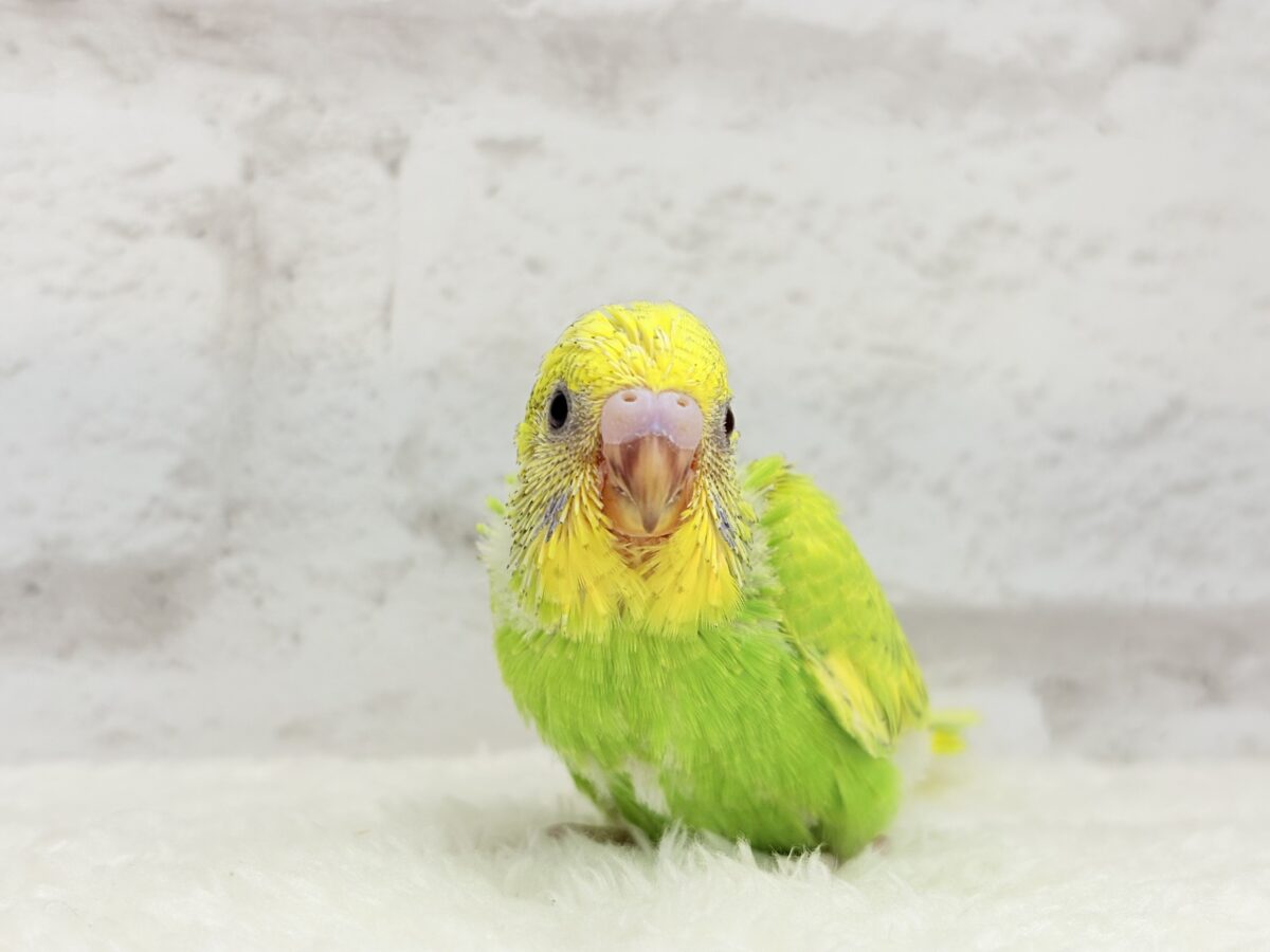 フレッシュ爽やか森林グリーン🐣🍃セキセイインコ(スパングル) ヒナ セキセイインコ