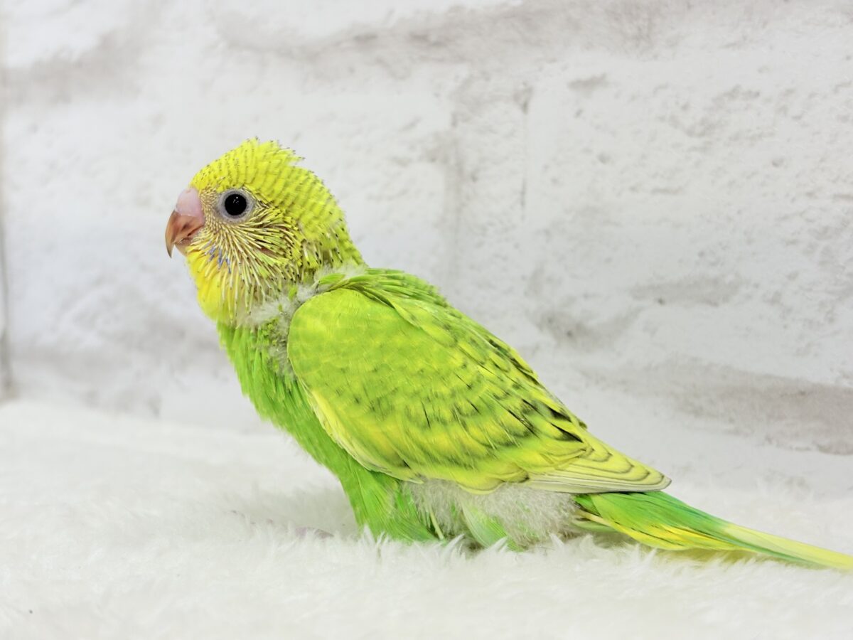 セキセイインコ