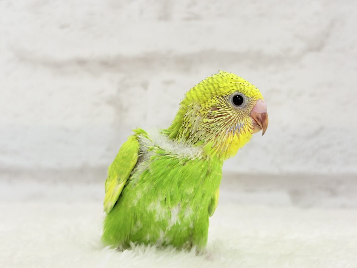 セキセイインコ