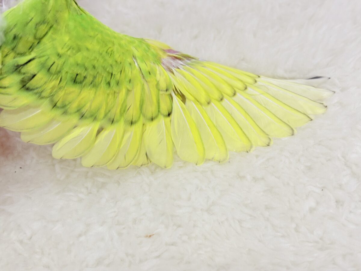 フレッシュ爽やか森林グリーン🐣🍃セキセイインコ(スパングル) ヒナ セキセイインコ