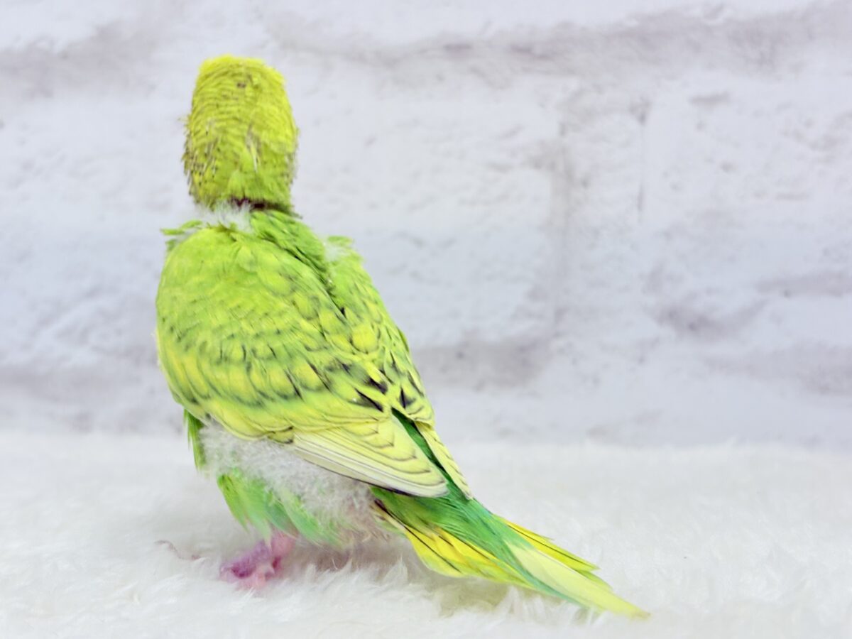 フレッシュ爽やか森林グリーン🐣🍃セキセイインコ(スパングル) ヒナ セキセイインコ