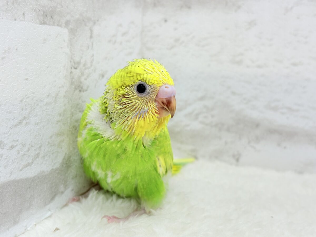 セキセイインコ
