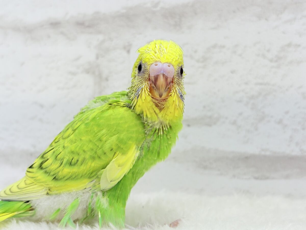セキセイインコ