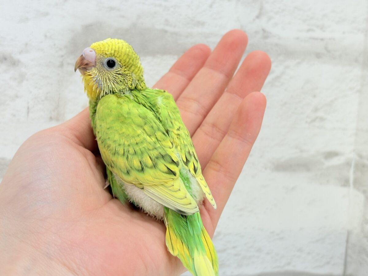 セキセイインコ