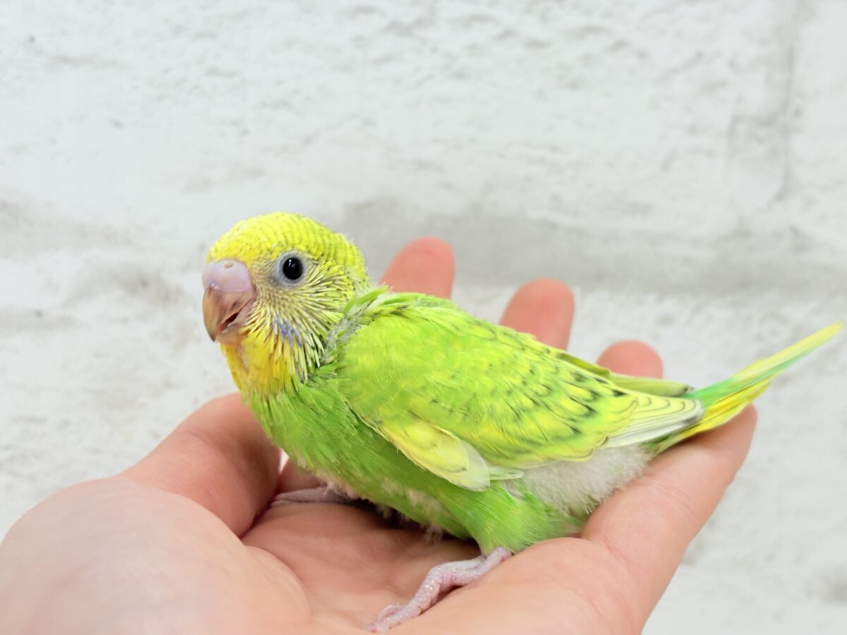 セキセイインコ