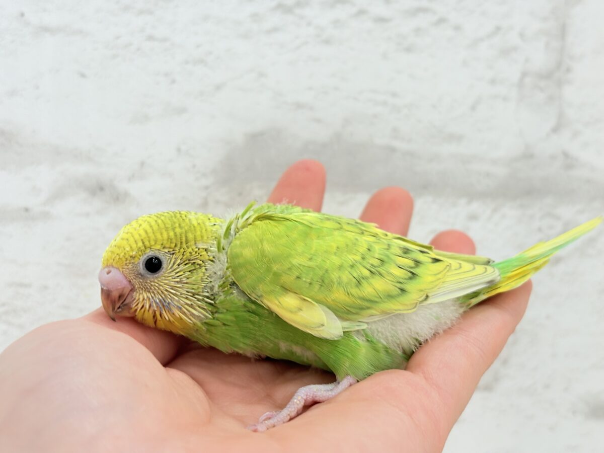 セキセイインコ