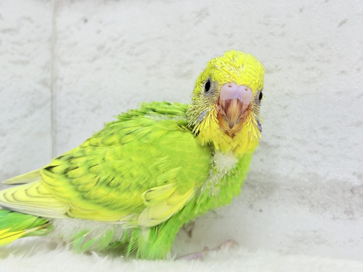 セキセイインコ