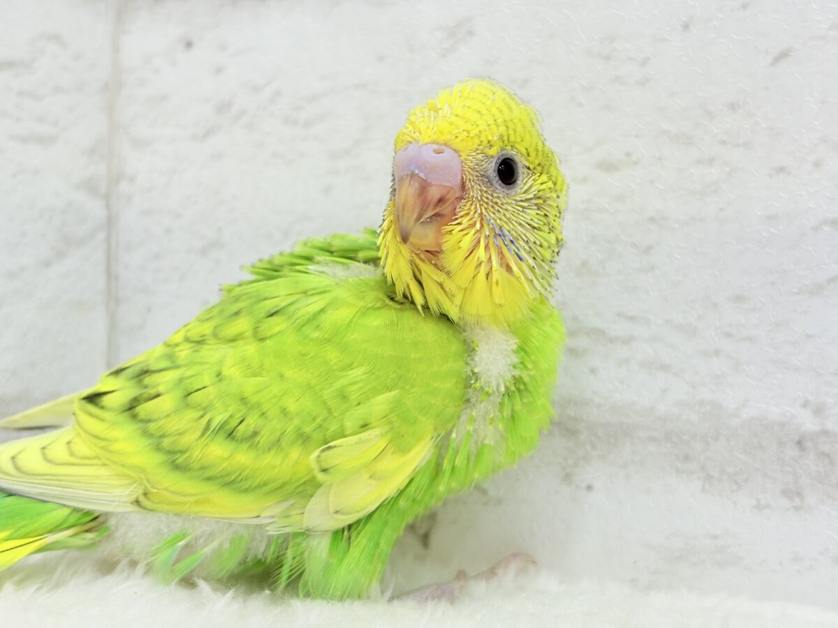 フレッシュ爽やか森林グリーン🐣🍃セキセイインコ(スパングル) ヒナ セキセイインコ