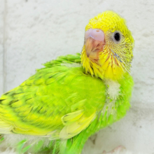 フレッシュ爽やか森林グリーン🐣🍃セキセイインコ(スパングル) ヒナ